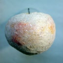 cotpeach1