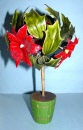 poinsettiatree1